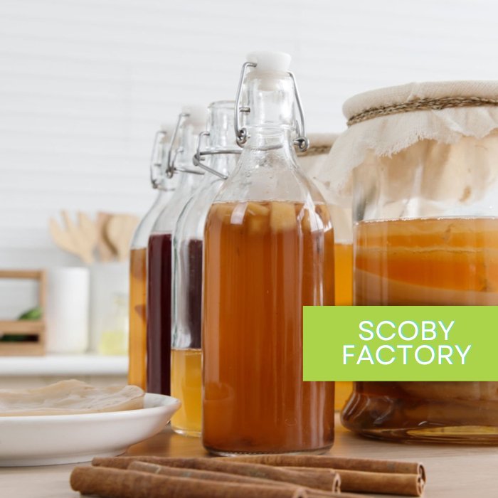 Kombucha Tea Mushroom (Scoby) - Scoby FactoryScoby Factory